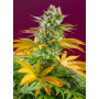 Cannabis seed variety GORILLA GIRL F1 FAST VERSION®