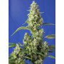 Cannabis seed variety GORILLA GIRL XL AUTO®