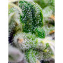 Cannabis seed variety GORILLA GIRL XL AUTO®