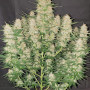 Семена конопли Gorilla Glue Feminised Gold от Error Seeds - Smartshop-smartshop.ua®