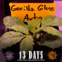 Cannabis seeds GORILLA GLUE AUTO from Barney's Farm at Smartshop-smartshop.ua®