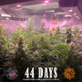 Cannabis seeds GORILLA GLUE AUTO from Barney's Farm at Smartshop-smartshop.ua®