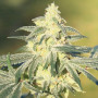 Семена конопли Gorilla Glue Feminised Gold от Error Seeds - Smartshop-smartshop.ua®
