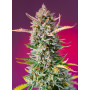 Cannabis seed variety GORILLA SHERBET F1 FAST VERSION®