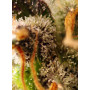 Cannabis seed variety GORILLA SHERBET F1 FAST VERSION®