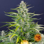 Семена конопли GORILLA ZKITTLEZ AUTO от Barney's Farm в Smartshop-smartshop.ua®