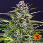 Cannabis seeds GORILLA ZKITTLEZ AUTO from Barney's Farm at Smartshop-smartshop.ua®