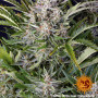 Семена конопли GORILLA ZKITTLEZ AUTO от Barney's Farm в Smartshop-smartshop.ua®