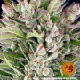 Семена конопли GORILLA ZKITTLEZ AUTO от Barney's Farm в Smartshop-smartshop.ua®