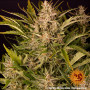 Cannabis seeds GORILLA ZKITTLEZ AUTO from Barney's Farm at Smartshop-smartshop.ua®