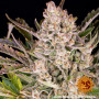 Cannabis seeds GORILLA ZKITTLEZ AUTO from Barney's Farm at Smartshop-smartshop.ua®