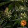 Семена каннабиса Gorilla Zkittlez