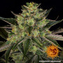 Семена каннабиса Gorilla Zkittlez