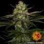 Семена каннабиса Gorilla Zkittlez