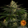 Семена каннабиса Gorilla Zkittlez