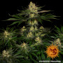 Семена каннабиса Gorilla Zkittlez