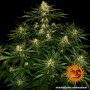 Семена каннабиса Gorilla Zkittlez