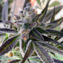 Семена конопли Grape Marmalade Feminised Silver от Error Seeds в Smartshop-smartshop.ua®