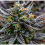 Семена конопли Grape Marmalade Feminised Silver от Error Seeds в Smartshop-smartshop.ua®
