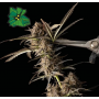 Семена конопли Auto Green Crack от Marley Seedbank - Smartshop-smartshop.ua®