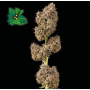 Семена конопли Auto Green Crack от Marley Seedbank - Smartshop-smartshop.ua®
