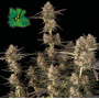 Семена конопли Auto Green Crack от Marley Seedbank - Smartshop-smartshop.ua®