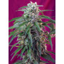 Cannabis seed variety GREEN POISON AUTO®