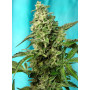 Cannabis seed variety GREEN POISON F1 FAST VERSION®