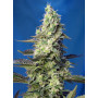 Cannabis seed variety GREEN POISON XL AUTO®