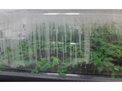 Humidity in the grow box - control and importance when growing