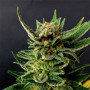 Насіння конопель Gypsy Kush Feminised Silver від Error Seeds - Smartshop-smartshop.ua®