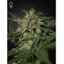 Cannabis seed variety Auto White Widow CBD