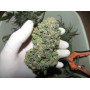 Семена конопли Auto Rhino Ryder Feminised Silver от Error Seeds - Smartshop-smartshop.ua®