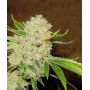 Семена конопли White Russian (F*cking Dead Russian) Feminised Silver от Error Seeds - Smartshop-smartshop.ua®