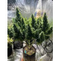 Семена конопли Auto Wedding Cake Feminised Silver от Error Seeds - Smartshop-smartshop.ua®