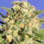 Семена конопли Auto Demolisher Feminised Gold от Error Seeds - Smartshop-smartshop.ua®