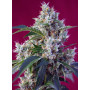 Cannabis seed variety INDIGO BERRY KUSH®