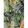 Cannabis seed variety JACK 47® from Sweet Seeds at smartshop-smartshop.ua