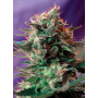 Cannabis seed variety JACK 47® from Sweet Seeds at smartshop-smartshop.ua