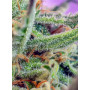 Cannabis seed variety JACK 47® from Sweet Seeds at smartshop-smartshop.ua