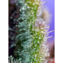 Cannabis seed variety JACK 47® from Sweet Seeds at smartshop-smartshop.ua