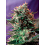 Cannabis seed variety JACK 47 F1 FAST VERSION®