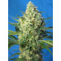 Cannabis seed variety JACK 47 XL AUTO®