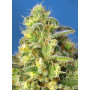 Cannabis seed variety JACK 47 XL AUTO®