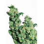 Семена конопли Jack Herer Feminised Gold от Error Seeds - Smartshop-smartshop.ua®