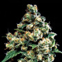 Семена конопли Jack Herer Feminised Gold от Error Seeds - Smartshop-smartshop.ua®