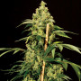 Семена конопли Jack Herer Feminised Gold от Error Seeds - Smartshop-smartshop.ua®