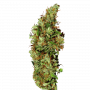 Семена конопли Jamaica Sativa от Marley Seedbank - Smartshop-smartshop.ua®