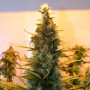 Семена конопли Auto Lowryder2 Silver regular от Error Seeds - Smartshop-smartshop.ua®