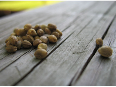 Особенности внешнего вида семян конопли
